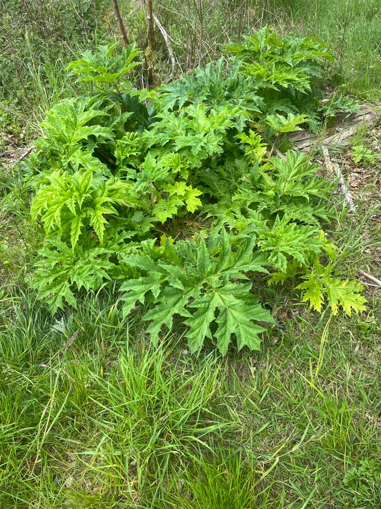 Giftköder-Riesenbärenklau-Profilbild