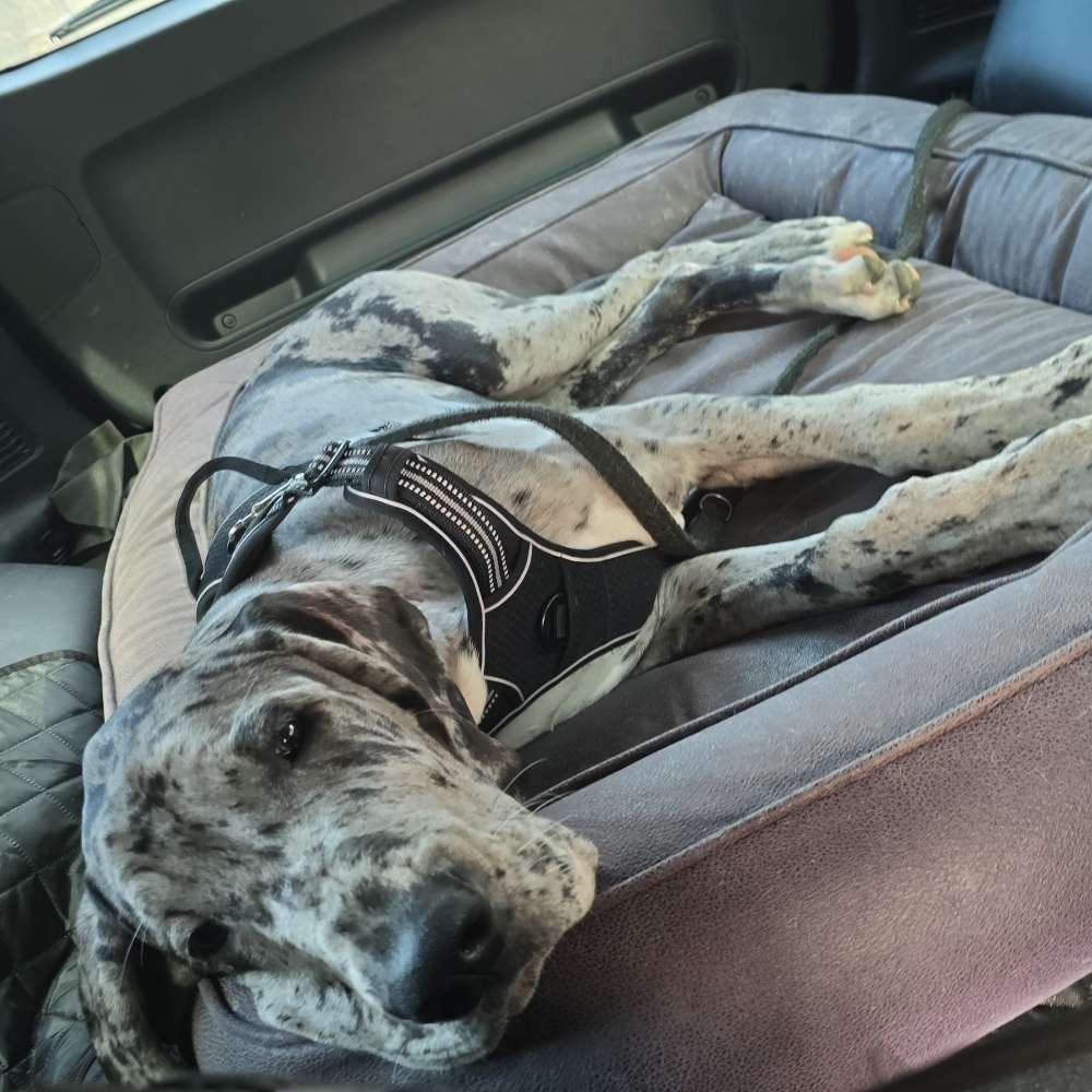 Hundetreffen-Spielrunde oder Gassirunde-Profilbild