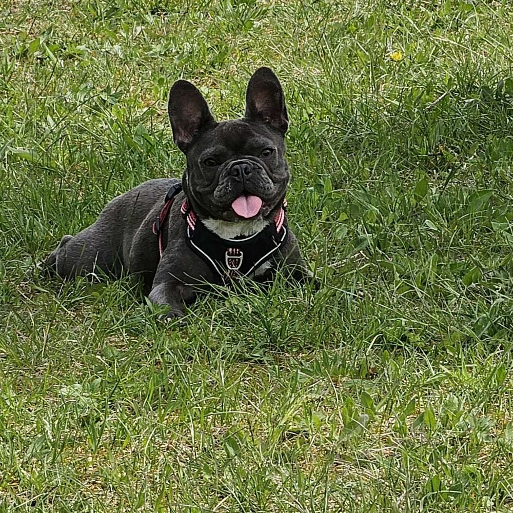 Hundetreffen-Gemeinsame Gassirunde-Profilbild