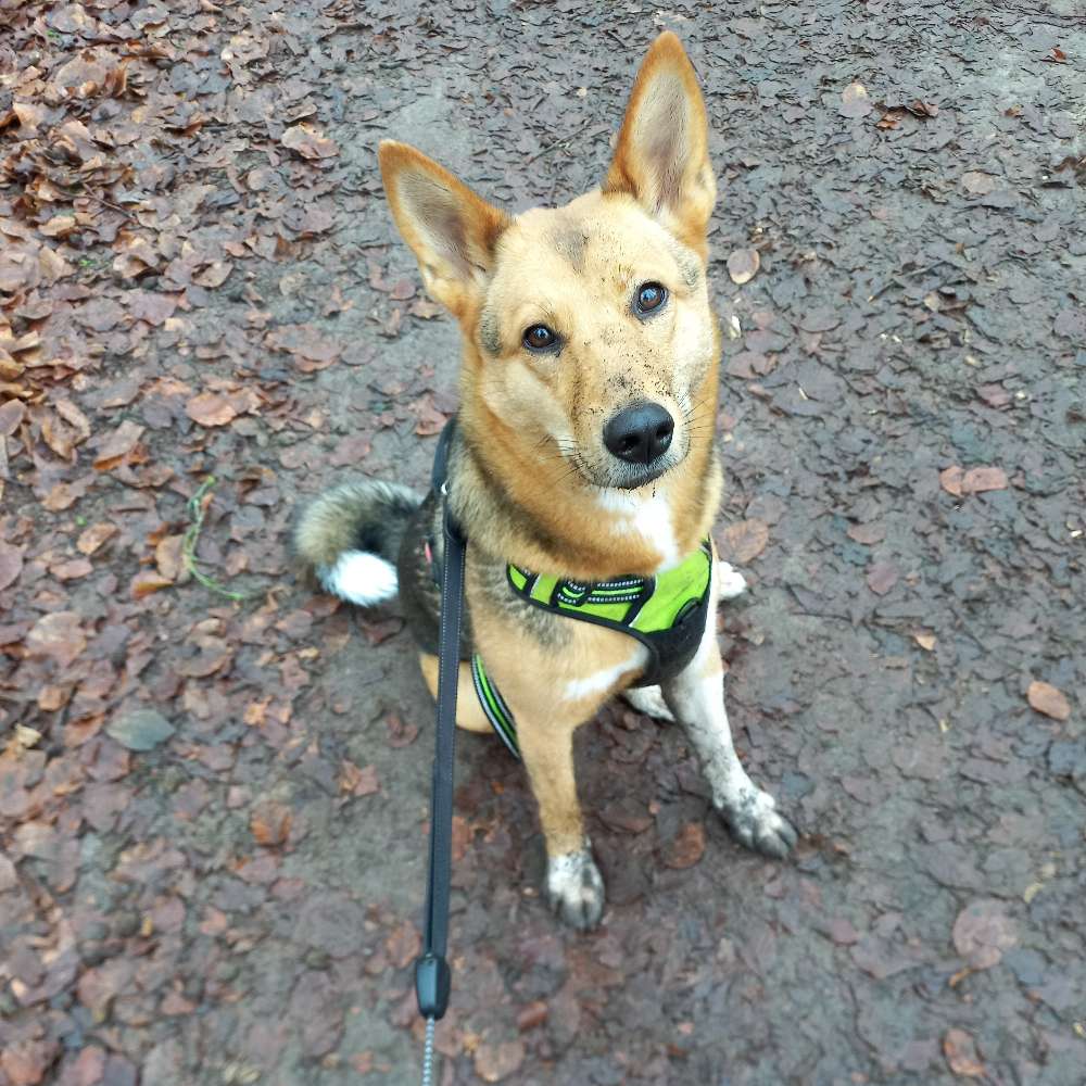 Hundetreffen-Nachmittagsrunden zum Spielen und toben-Profilbild