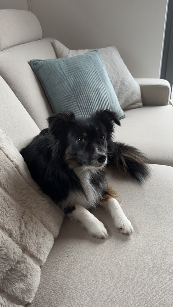 Hundetreffen-Gassipartner / Spielpartner-Profilbild