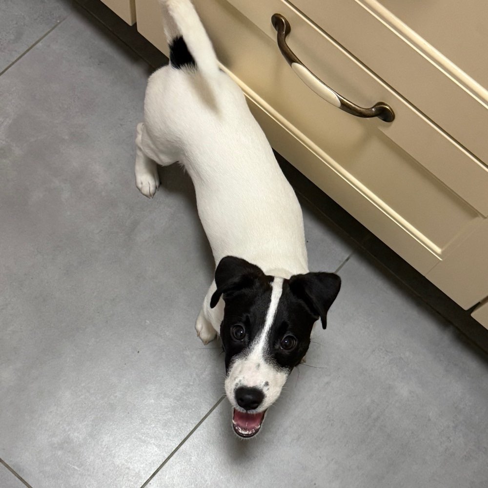 Hundetreffen-Welpen & Junghunde Treffen-Profilbild