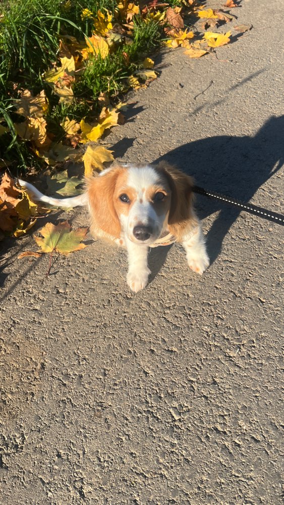 Hundetreffen-Dackeltreffen-Profilbild