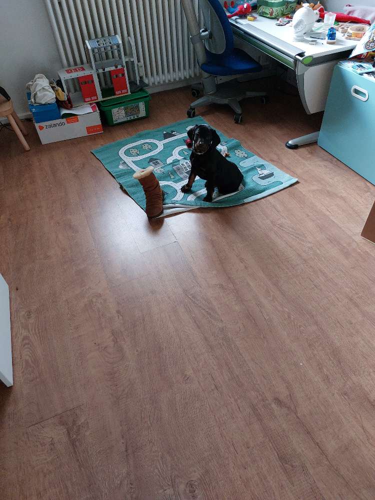 Hundetreffen-Welpentreffen un Reinickendorf ( Schönholz)-Profilbild