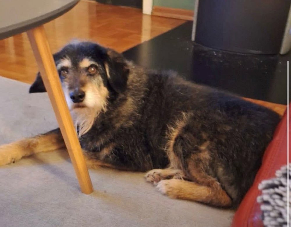 Suchmeldung-Polly-Profilbild