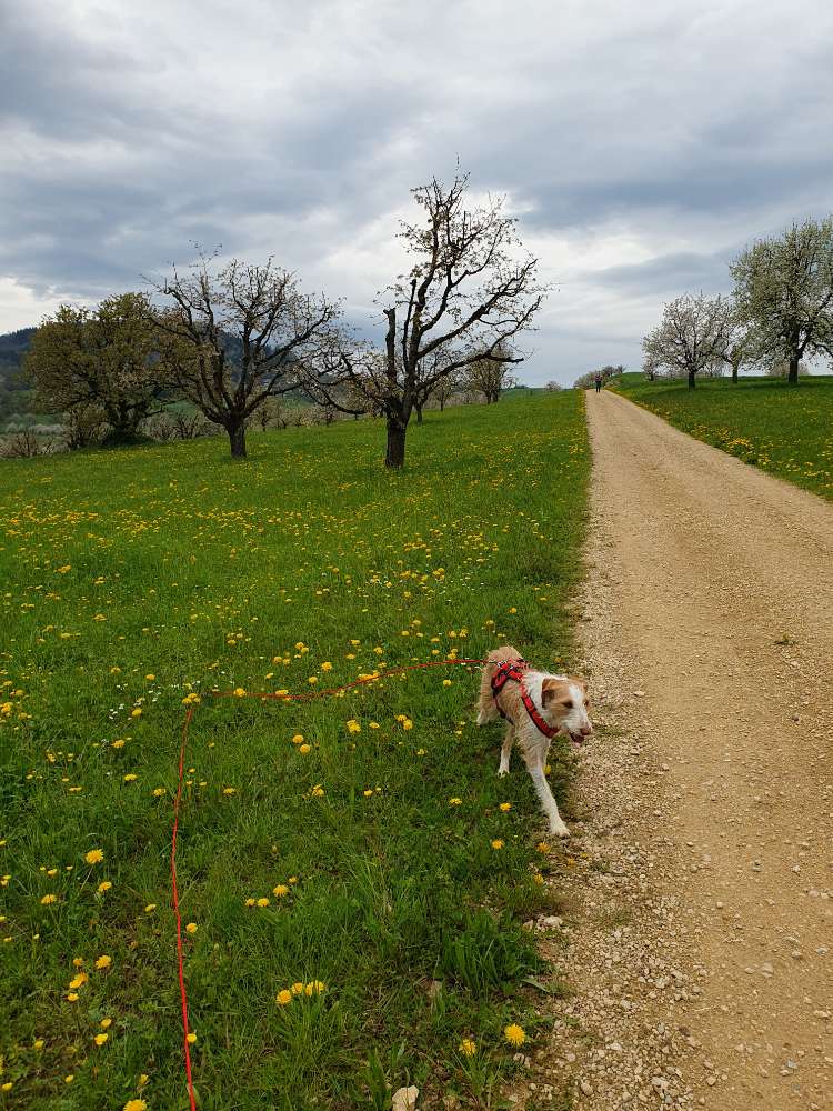 Hundetreffen-Gemeinsam Gassi gehen oder Wandern-Profilbild
