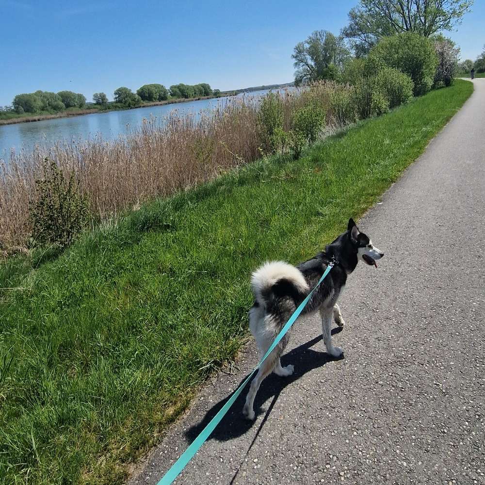 Hundetreffen-Gassi,Wandern, Spiel und Sport-Profilbild