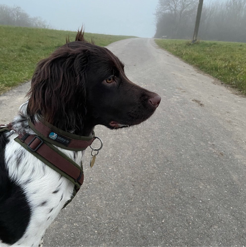 Hundetreffen-Gassi Runde / Spieltreffen-Profilbild