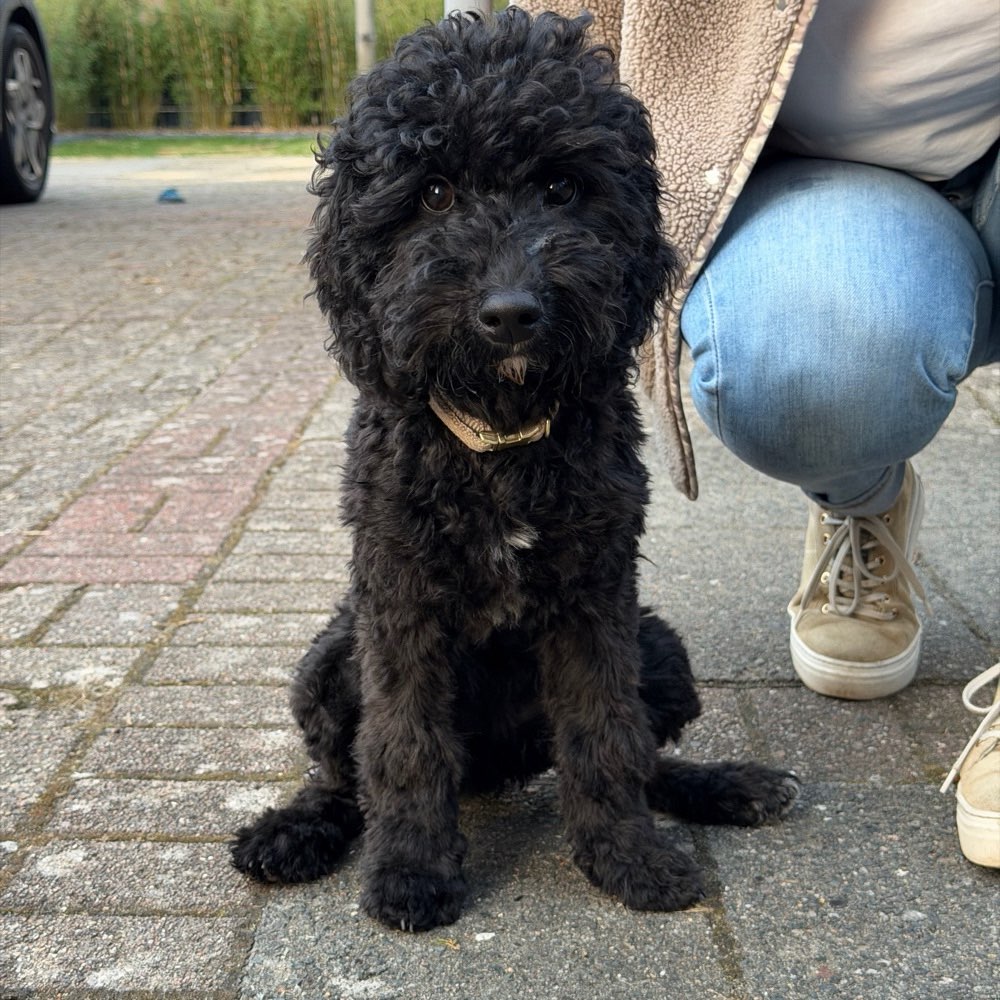 Hundetreffen-Junghunde Raum Fredenbeck/Stade-Profilbild