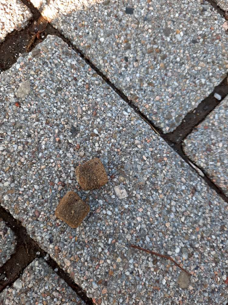 Giftköder-Ausgelegtes Trockenfutter-Profilbild