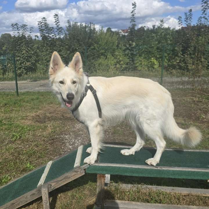 Hundetreffen-3 Jährige Hündin offen für Spielrunden-Profilbild