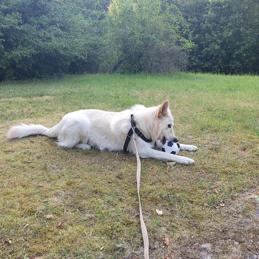 Hundetreffen-2 Jährige Hündin offen für Spielrunden-Profilbild