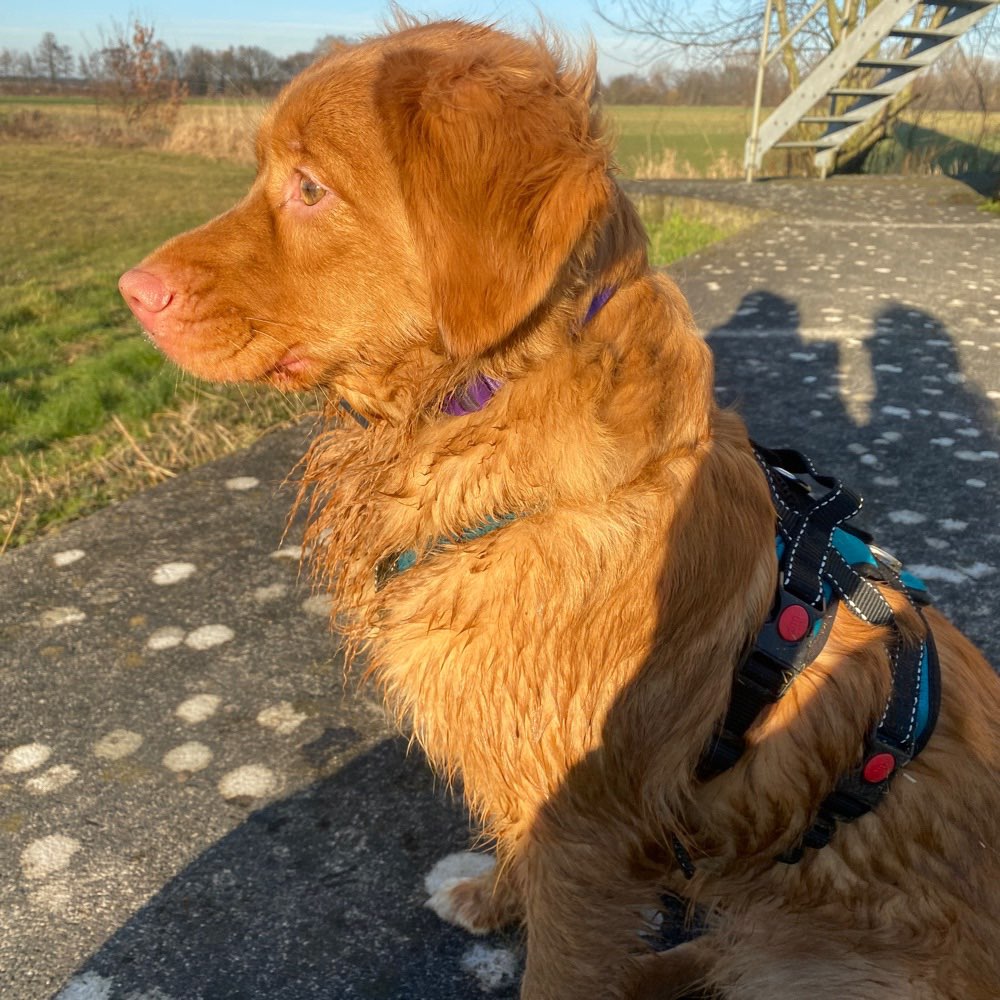 Hundetreffen-Laufen 🏃‍♀️ mit Hund 🐕-Profilbild