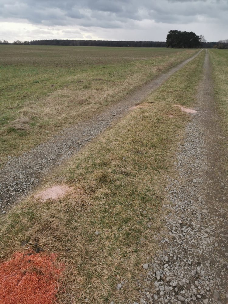 Giftköder-Eventuell Gift?-Profilbild