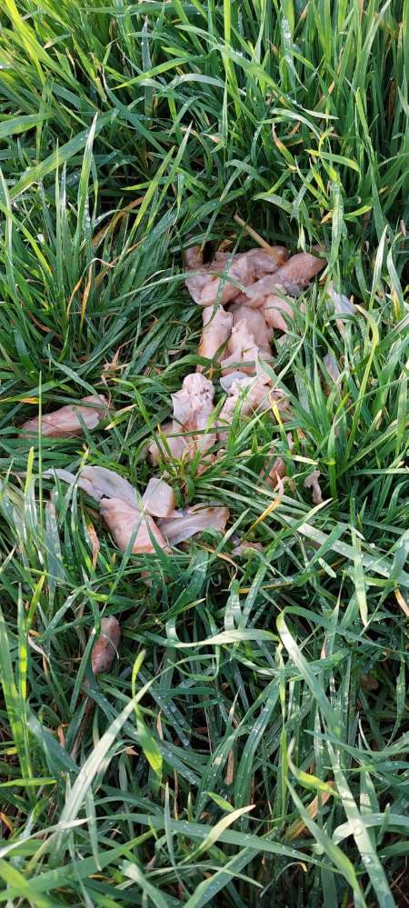 Giftköder-Giftköder-Profilbild