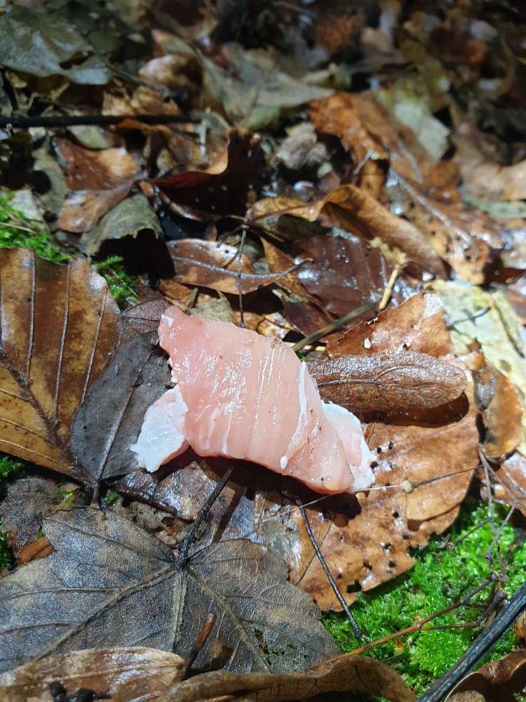 Giftköder-Rohes Fleisch-Profilbild