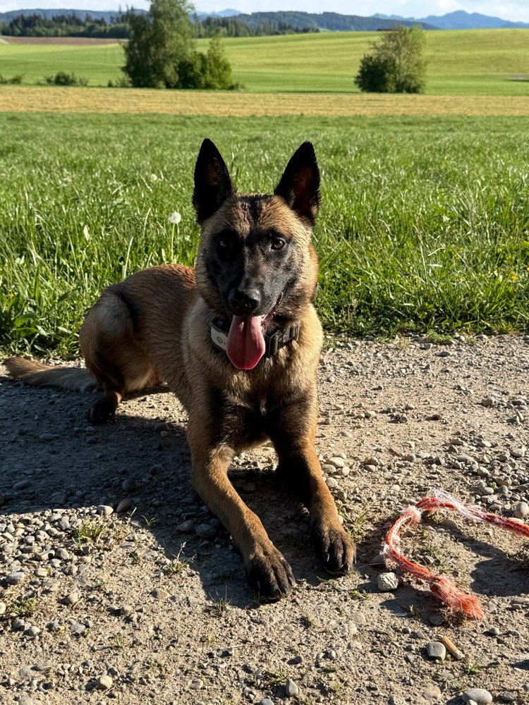 Hundetreffen-Spielgefährten gesucht-Profilbild