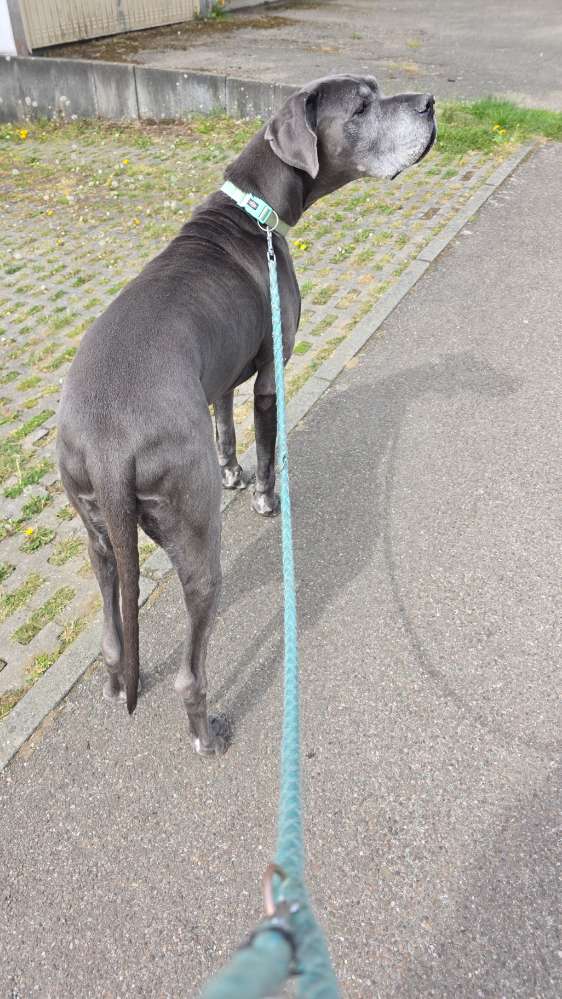 Hundetreffen-Gassi runde mit Dogge dame Phanta in Waldstetten-Profilbild
