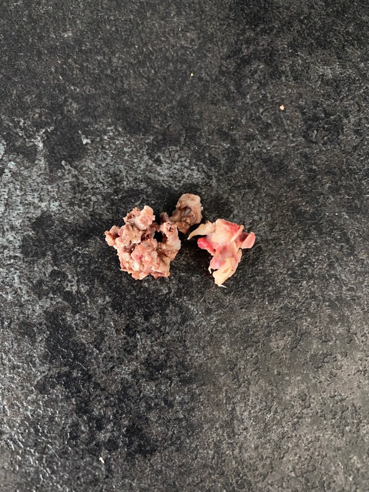 Giftköder-Knochen/ evtl. Giftköder-Profilbild