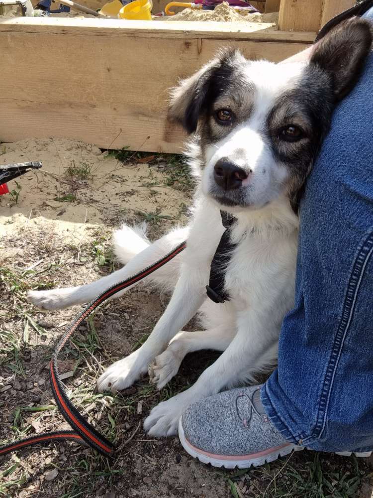 Hundetreffen-gemeinsames Gassigehen/spielen-Profilbild