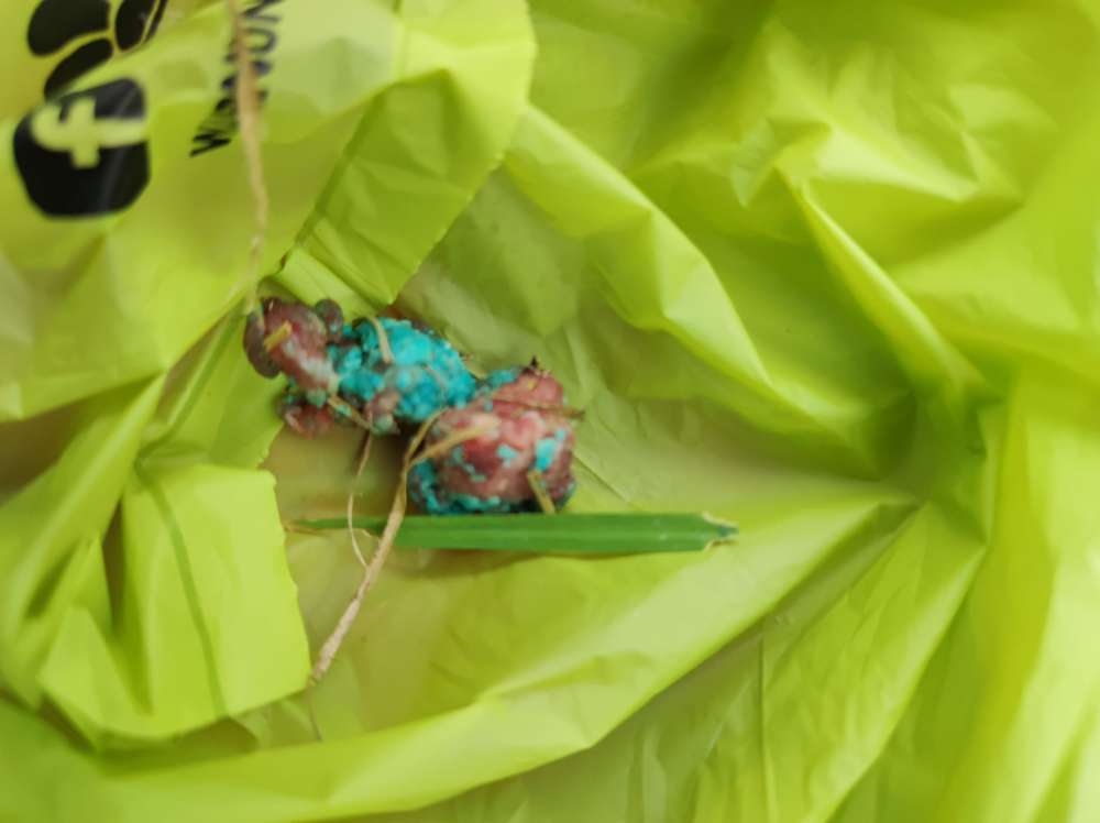 Giftköder-Blaukorn und Rattengift-Profilbild