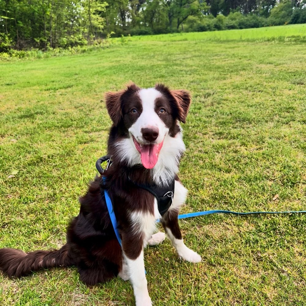 Hundetreffen-Charlie sucht Hundefreunde-Profilbild