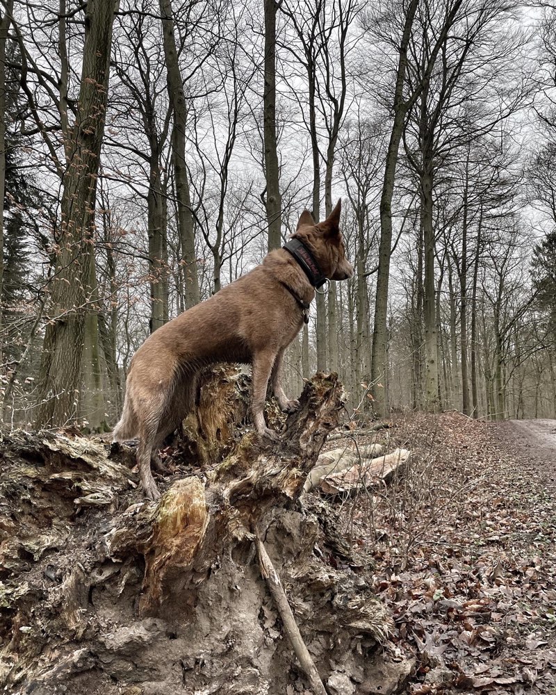 Hundetreffen-Kontrollierter Hundekontakt für unsichere Hündin-Profilbild