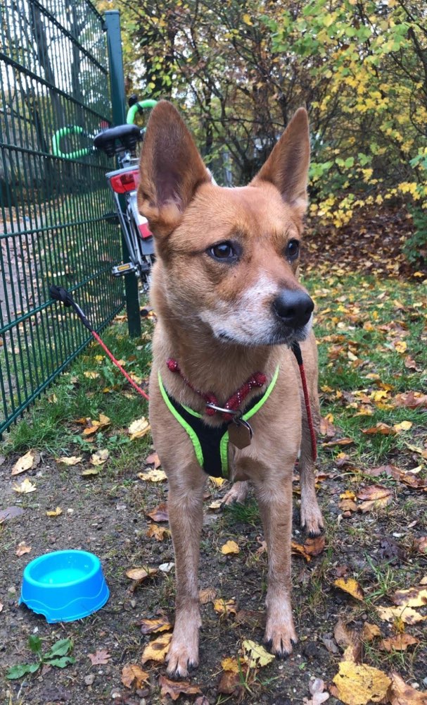 Hundetreffen-CaniCross-Profilbild