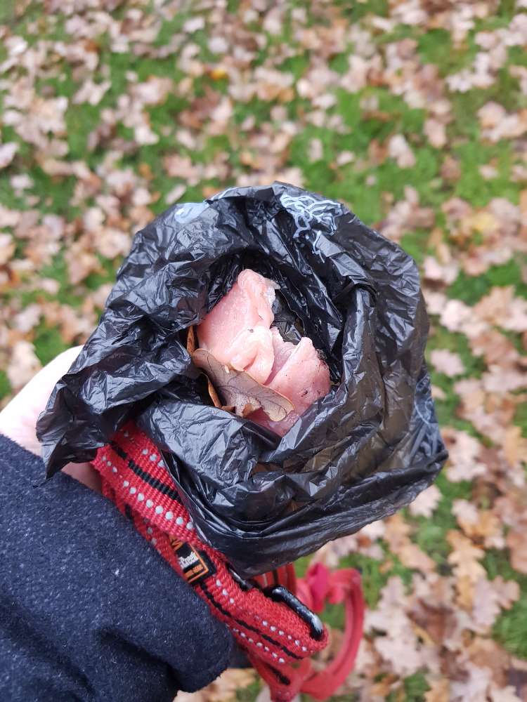 Giftköder-Rohes Fleisch im Park-Profilbild