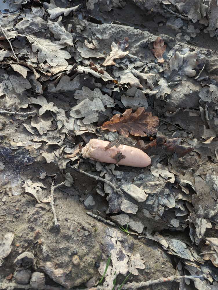 Giftköder-Möglicher Giftköder-Profilbild