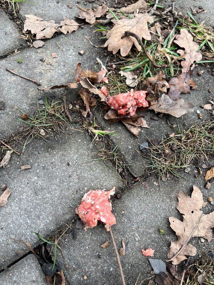 Giftköder-Mettbällchen - möglicher Giftköder-Profilbild