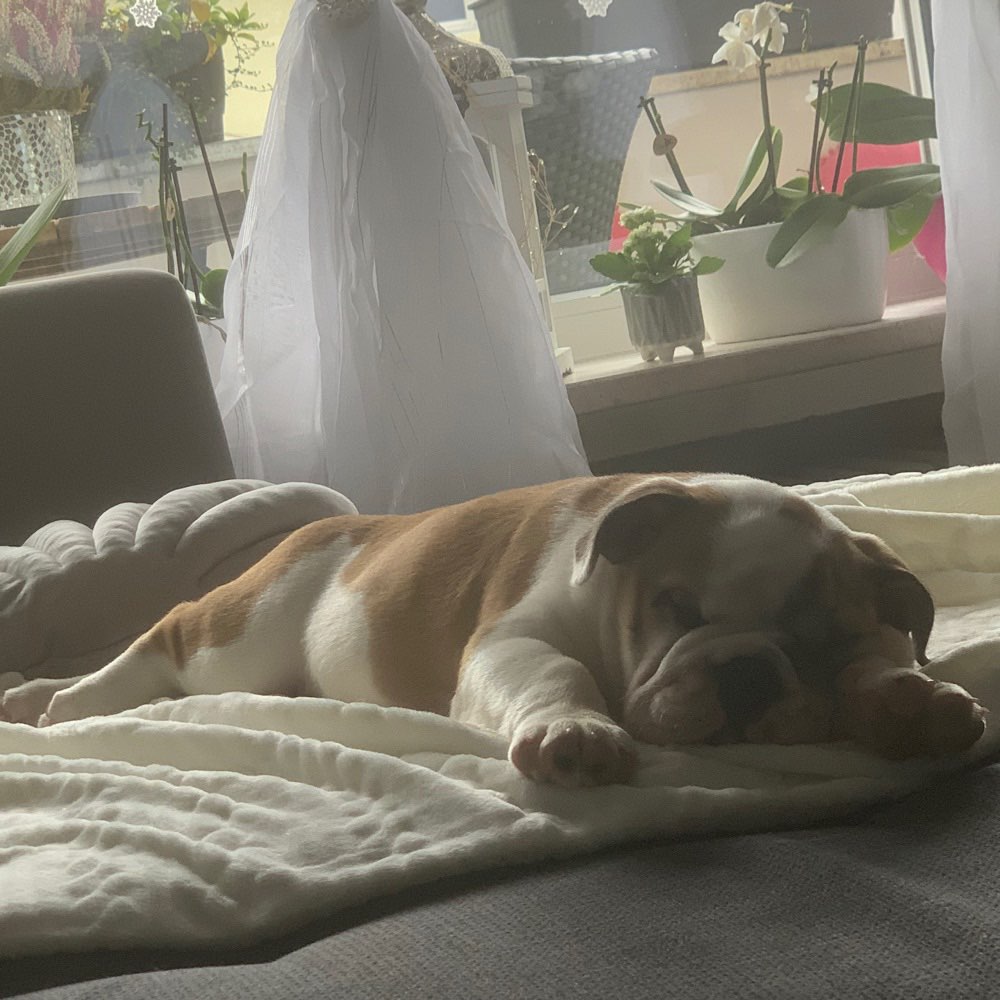 Hundetreffen-Welpen und oder bully treffen in Dachau-Profilbild