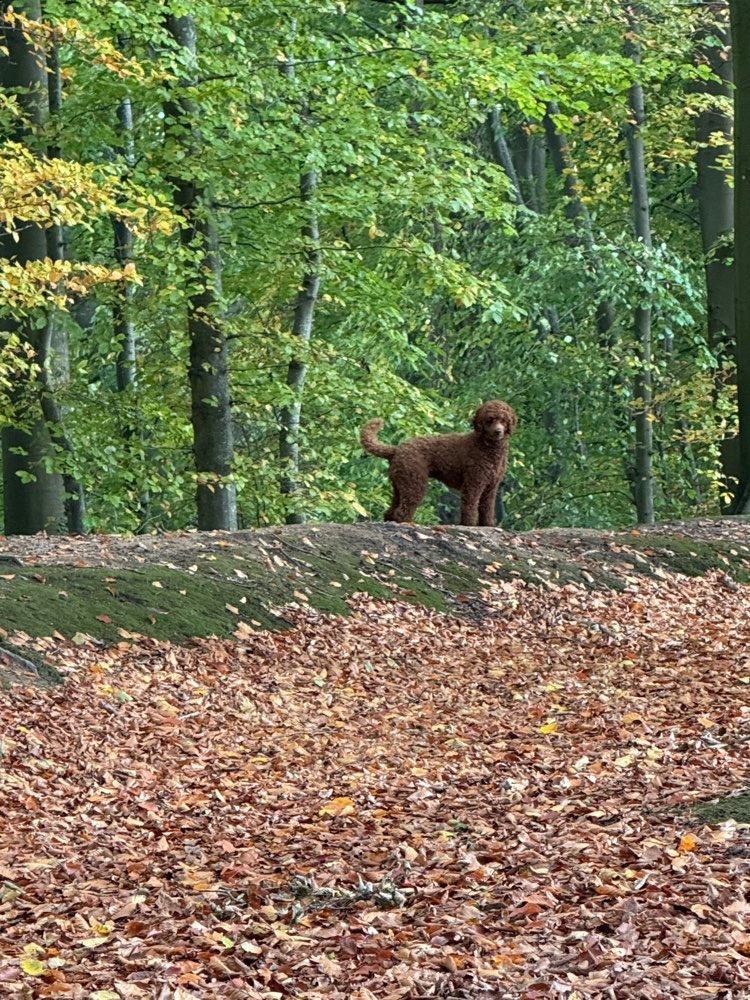 Hundetreffen-Play Date 🐩🐕-Profilbild