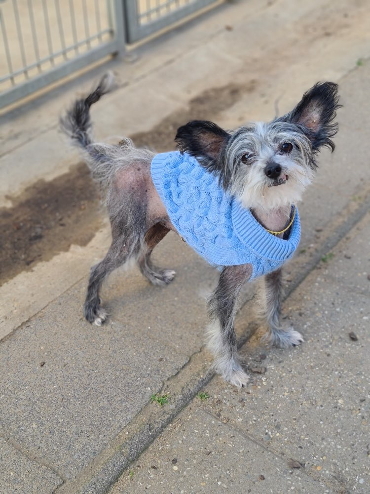 Suchmeldung-Dobby-Profilbild