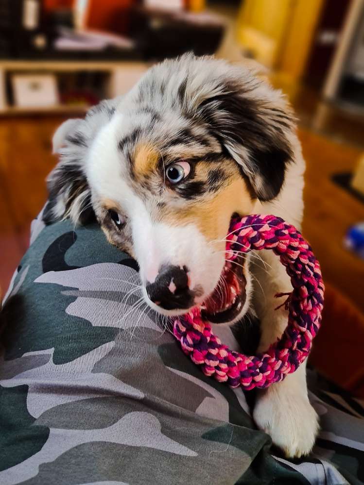 Hundetreffen-Welpentreffen/Spaziergang-Profilbild