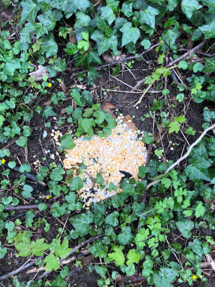 Giftköder-Vermutliches Rattengift (oder Giftköder)-Profilbild