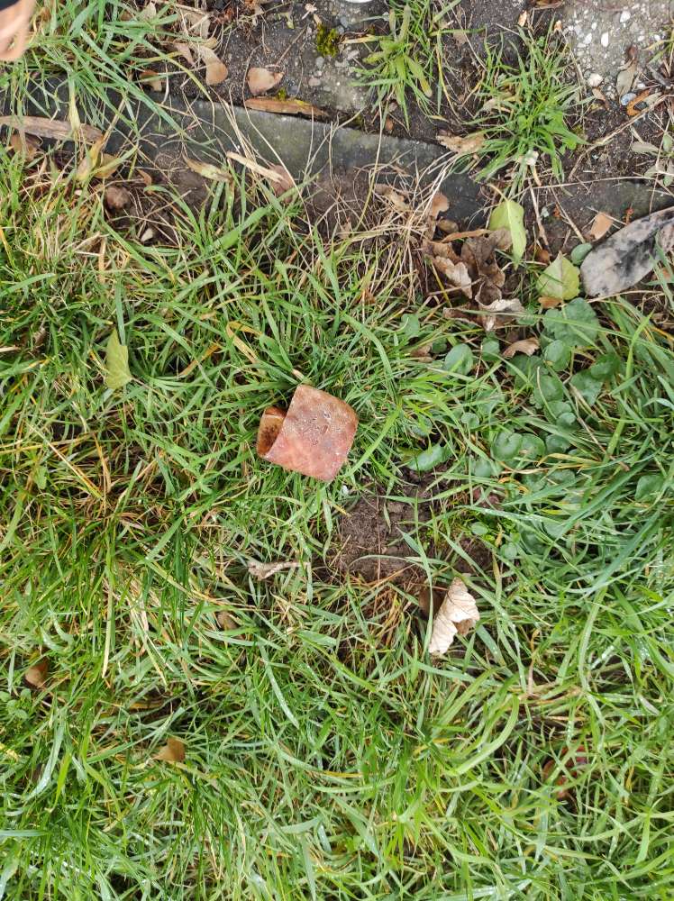 Giftköder-Vermutlicher Giftköder-Profilbild