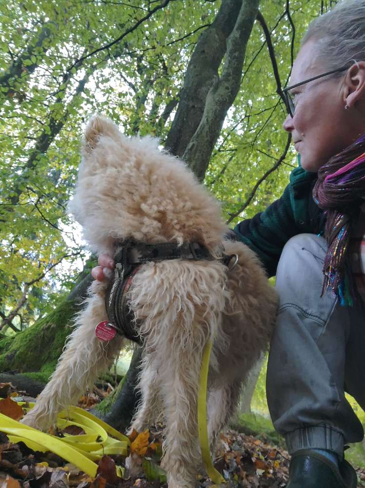 Hundetreffen-Social Walk-Profilbild