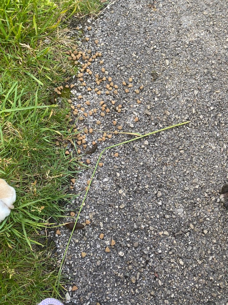 Giftköder-Katzenfutter oder Ähnliches-Profilbild