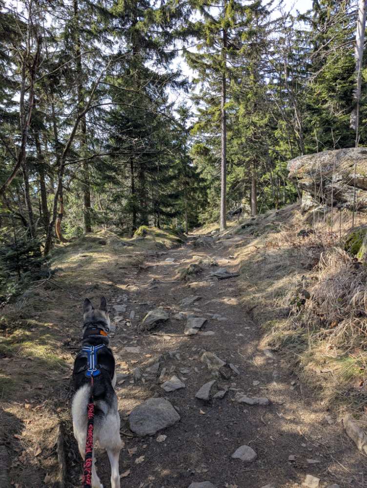 Hundetreffen-Mantrail LK 93192-Profilbild
