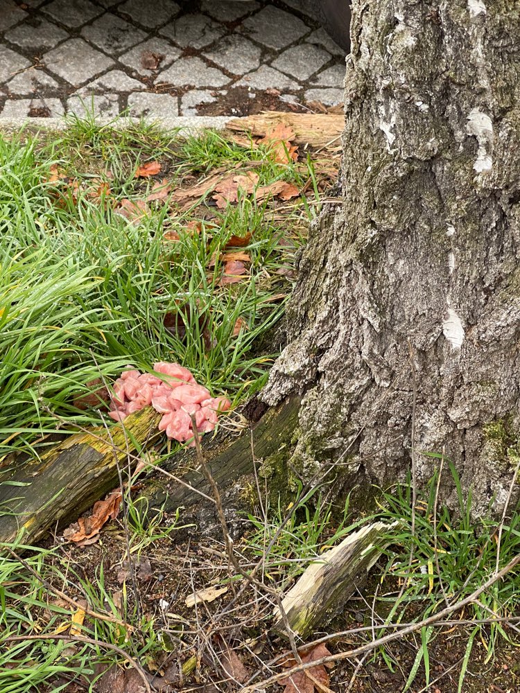 Giftköder-Hühnerfleisch am Baumstamm-Profilbild