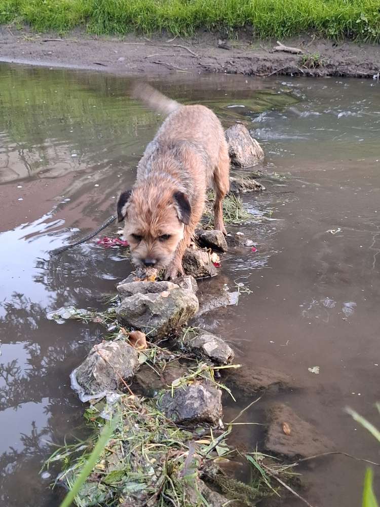 Hundetreffen-Gemeinsame Spaziergänge-Profilbild