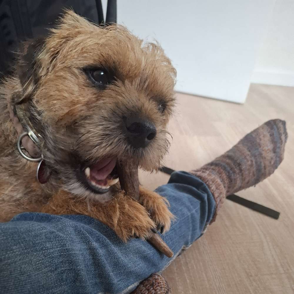 Hundetreffen-Gemeinsam Spazieren-Profilbild