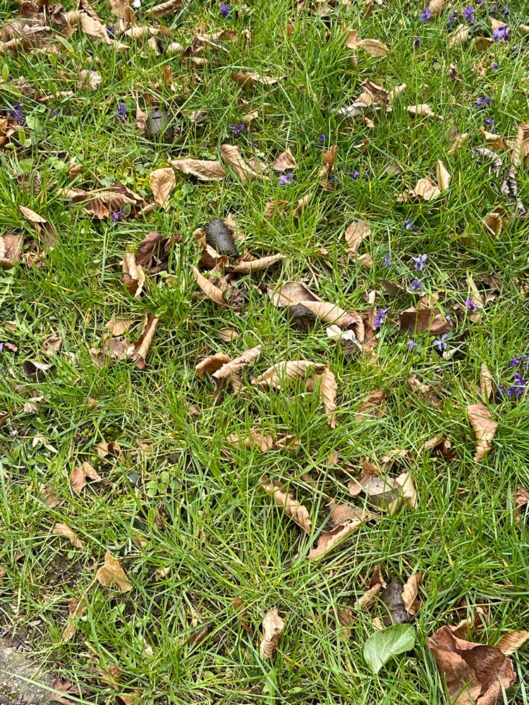 Giftköder-Evtl. Giftköder-Profilbild