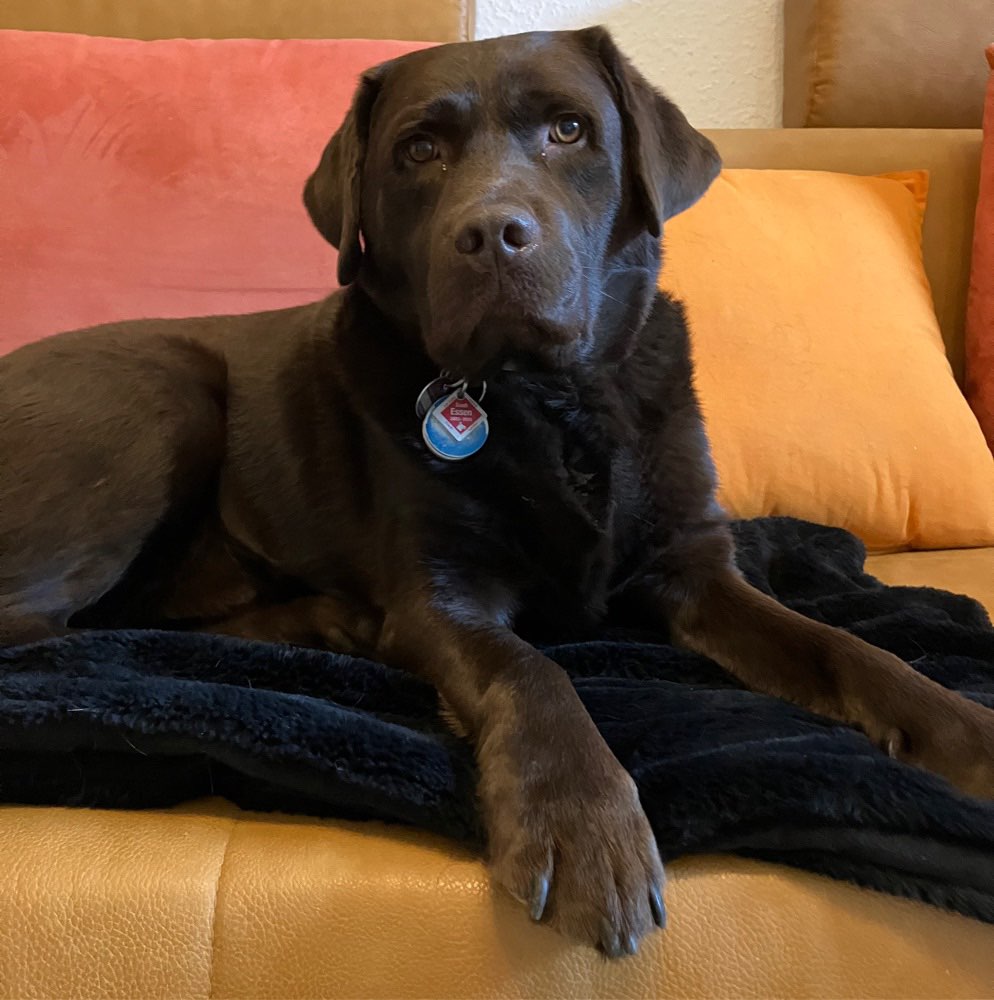 Hundetreffen-Hundetreffen mit Saimon (Blindenführhund) Altenessen-Profilbild