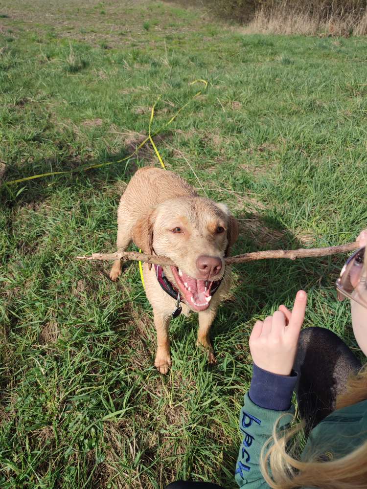 Hundetreffen-Ellie sucht einen Spielpartner-Profilbild