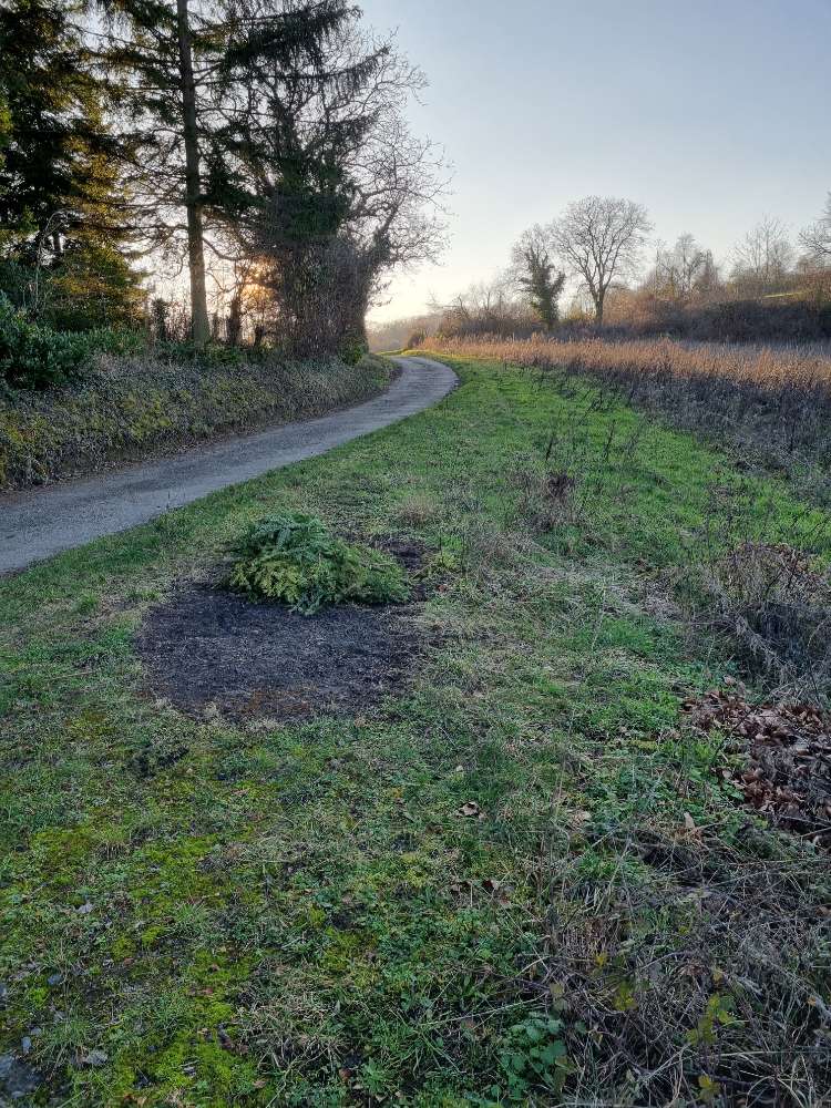 Giftköder-Verstreute Knochen-Profilbild