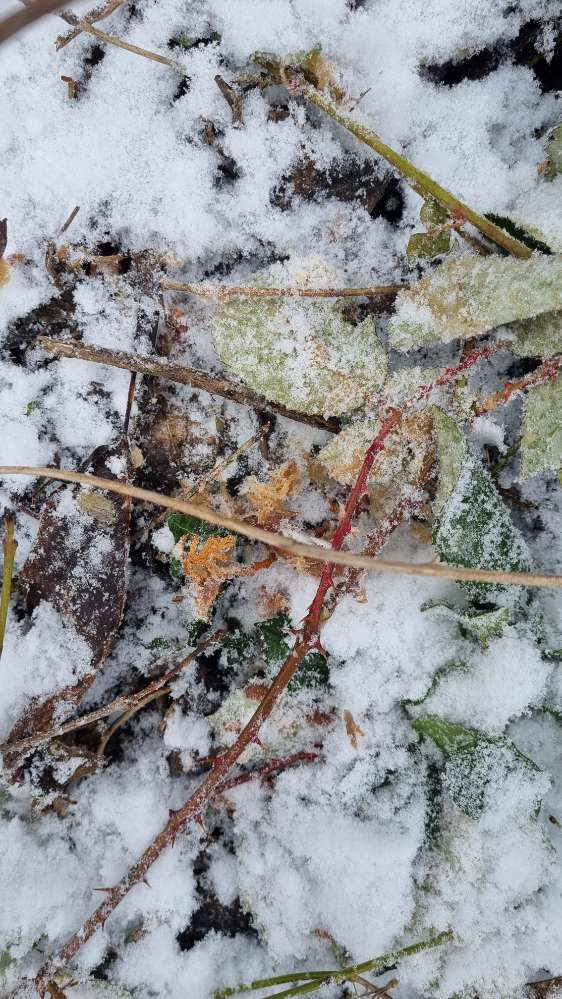 Giftköder-Möglicher Giftköder-Profilbild