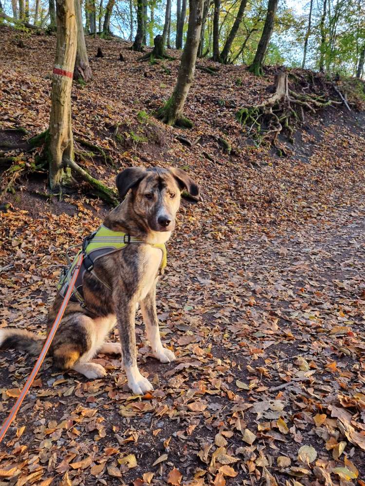 Hundetreffen-Social Walks-Profilbild