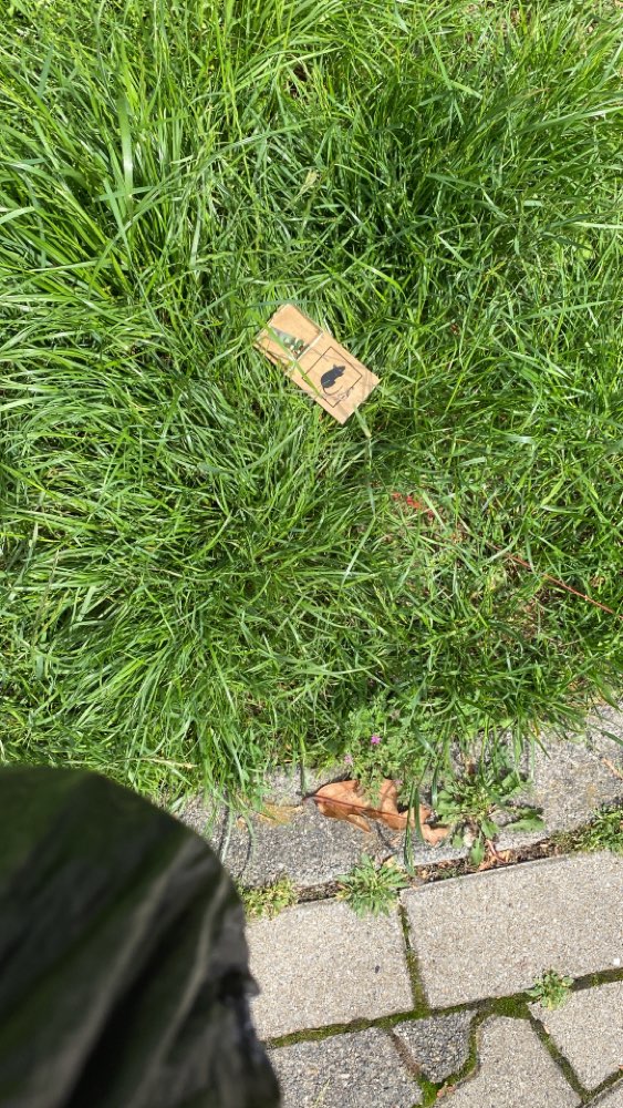 Giftköder-Rattenfalle-Profilbild